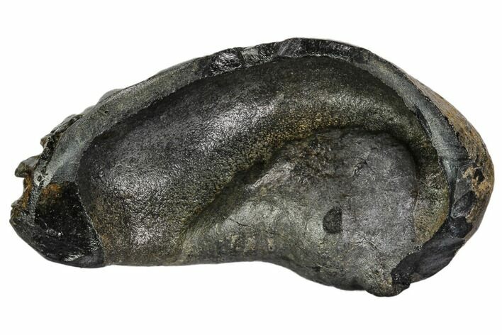 Fossil Whale Ear Bone - Miocene #109271